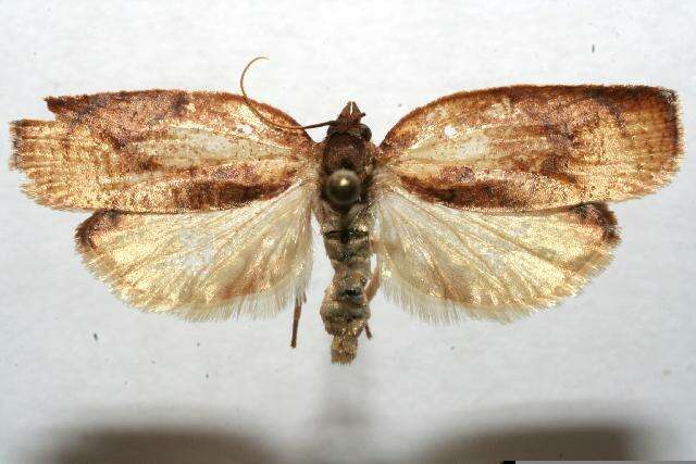 Image of Moth