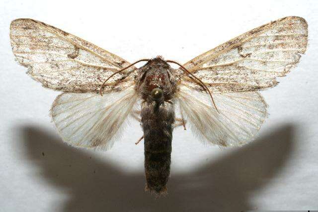 Image of Sericochroa