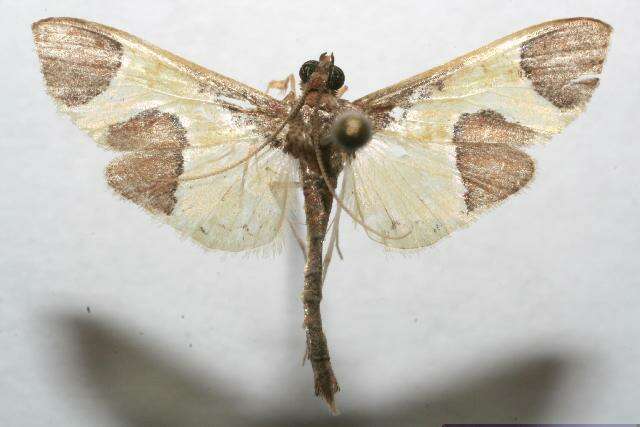 Image of Syllepis marialis Poey 1832