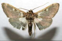 Image of Apilocrocis glaucosia Hampson 1912