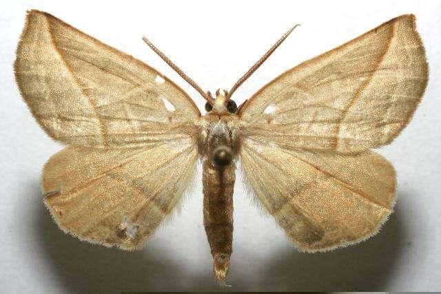 Image of Sicya aurunca Druce 1892