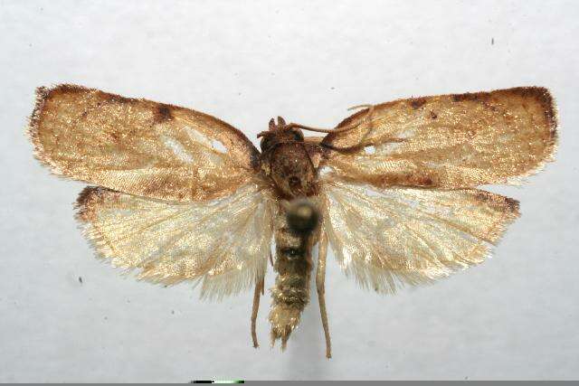 Image of Moth