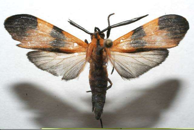 Image of Correbia undulata Druce 1884