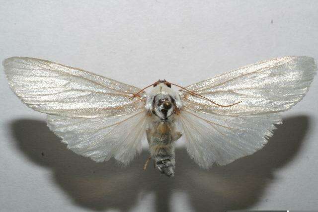 صورة Agylla argentifera Walker 1866