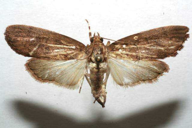 Image of Mimophobetron pyropsalis Hampson 1904