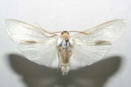 صورة Agylla argentifera Walker 1866