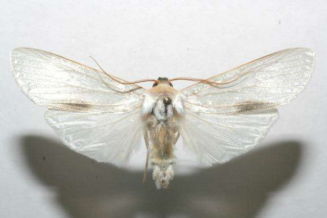 صورة Agylla argentifera Walker 1866