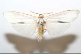 صورة Agylla argentifera Walker 1866