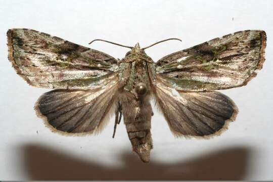 Image of Lophomyra