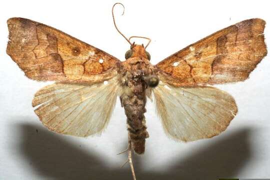 Image of Yellow Scallop Moth