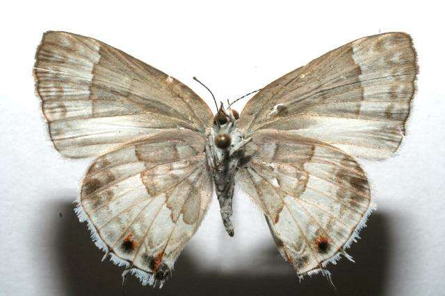 Image of White Scrub-Hairstreak