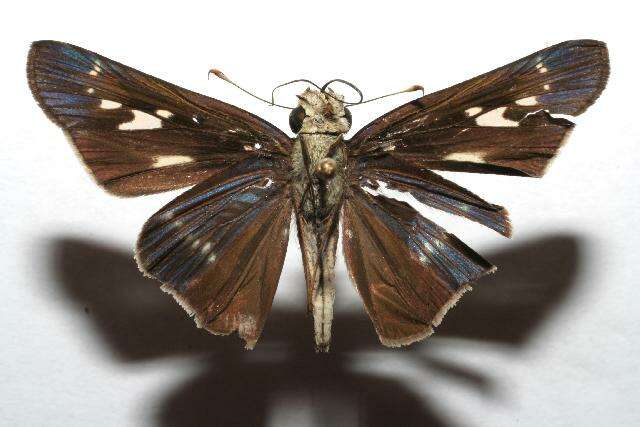 Image of Purple-washed Skipper