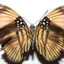 صورة <i>Adelpha melanthe</i>