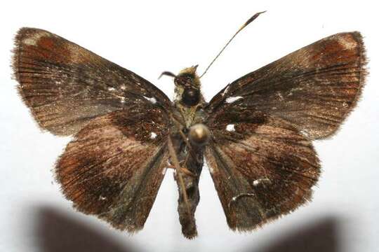 Image of Cryptic Remella