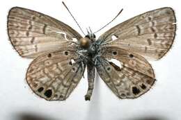 Image of Hemiargus