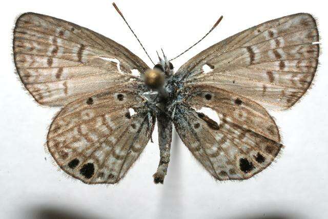 Image of Hemiargus