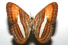 Image of <i>Adelpha cytherea</i>