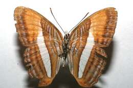 Image of <i>Adelpha cytherea</i>