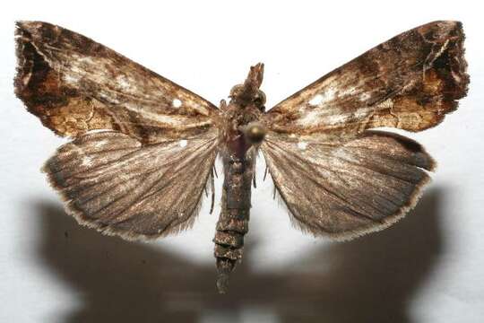 Image of Plusiodonta clavifera Walker 1869