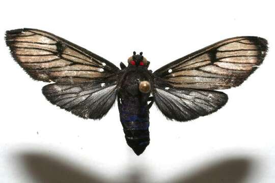 Image of Episcepsis venata Butler 1877