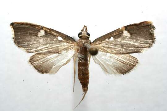 Deuterophysa albilunalis Hampson 1913 resmi