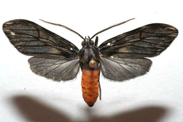 صورة <i>Cercopimorpha sylva</i>