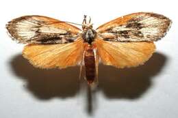 Image of Timocratica leucocapna Meyrick 1926