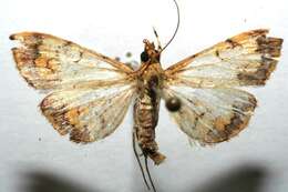 Portentomorpha xanthialis Guenée 1854 resmi