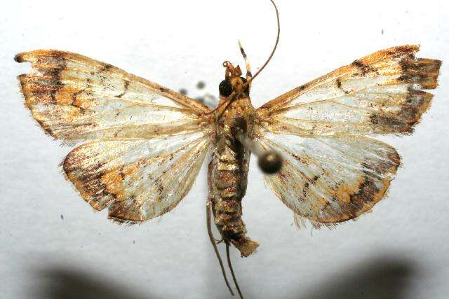 Portentomorpha xanthialis Guenée 1854 resmi