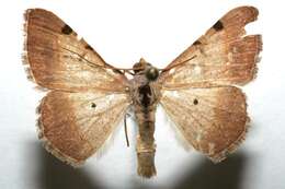 Image of Digrammia