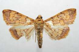 Portentomorpha xanthialis Guenée 1854 resmi