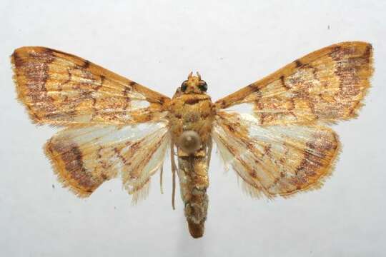 Image of Portentomorpha xanthialis Guenée 1854