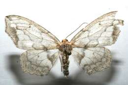 صورة Hydatoscia