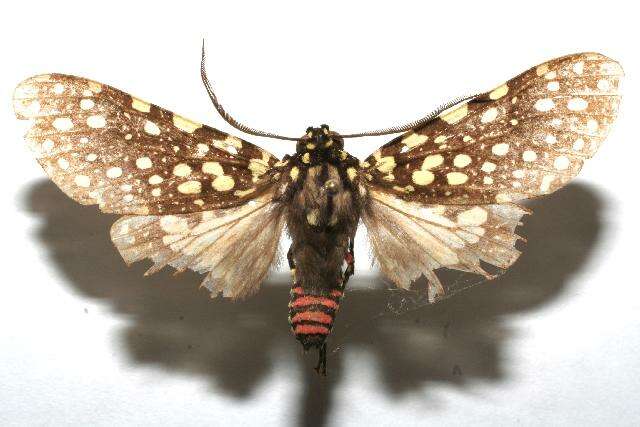 Image of Bernathonomus piperita Herrich-Schäffer 1855