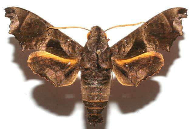 Image of Nyceryx tacita (Druce 1888)