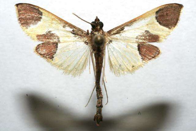 Image of Syllepis marialis Poey 1832