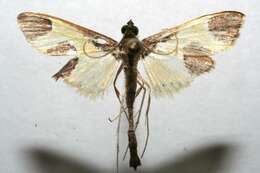 Image of Syllepis marialis Poey 1832