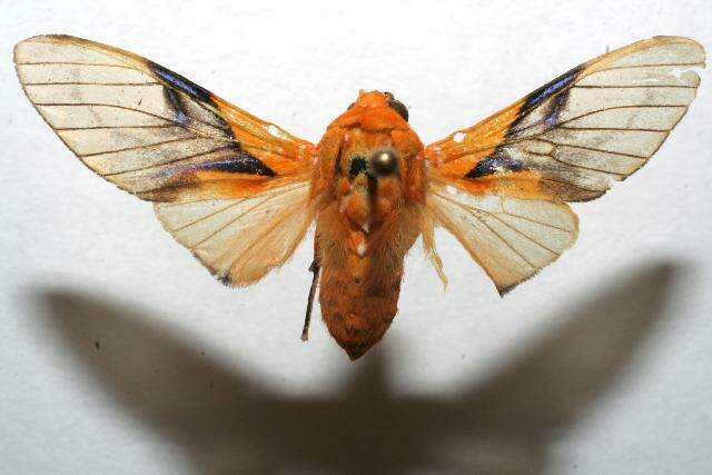 Imagem de Symphlebia hyalina Rothschild 1909