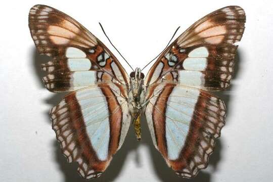 Image of Adelpha