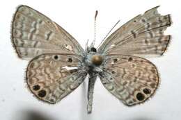 Image of Hemiargus