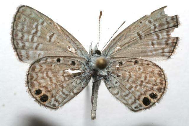 Image of Hemiargus