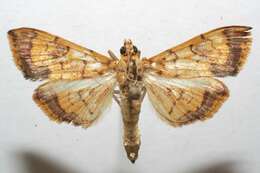 Portentomorpha xanthialis Guenée 1854 resmi