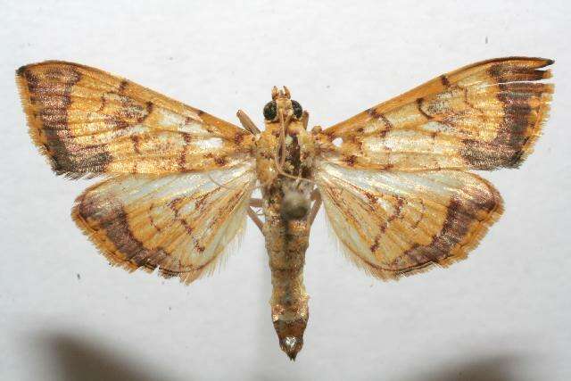 Portentomorpha xanthialis Guenée 1854 resmi