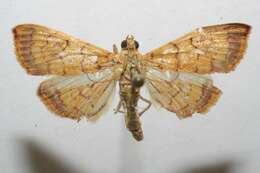 Portentomorpha xanthialis Guenée 1854 resmi