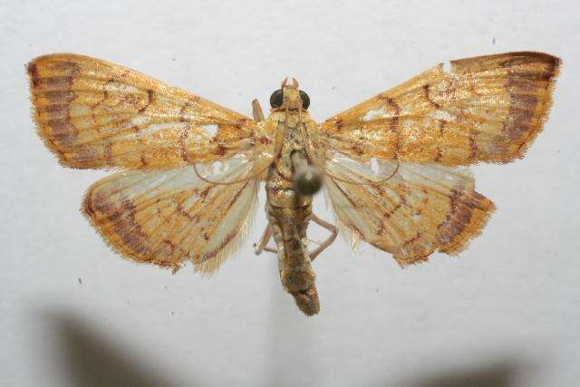 Portentomorpha xanthialis Guenée 1854 resmi