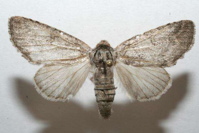 Image of Sericochroa