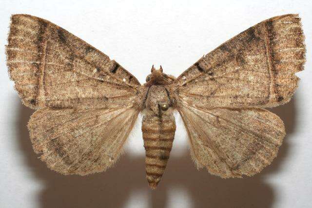 Image of Paraceliptera