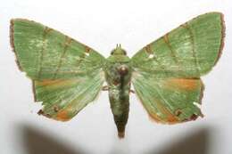 Слика од Eulepidotis sylpha Dyar 1914