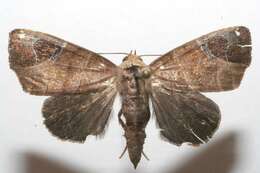 Image of Closteromorpha modesta Butler 1878