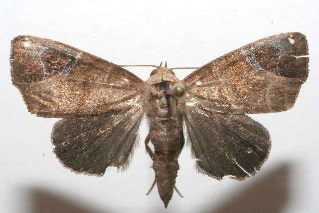 Image of Closteromorpha modesta Butler 1878